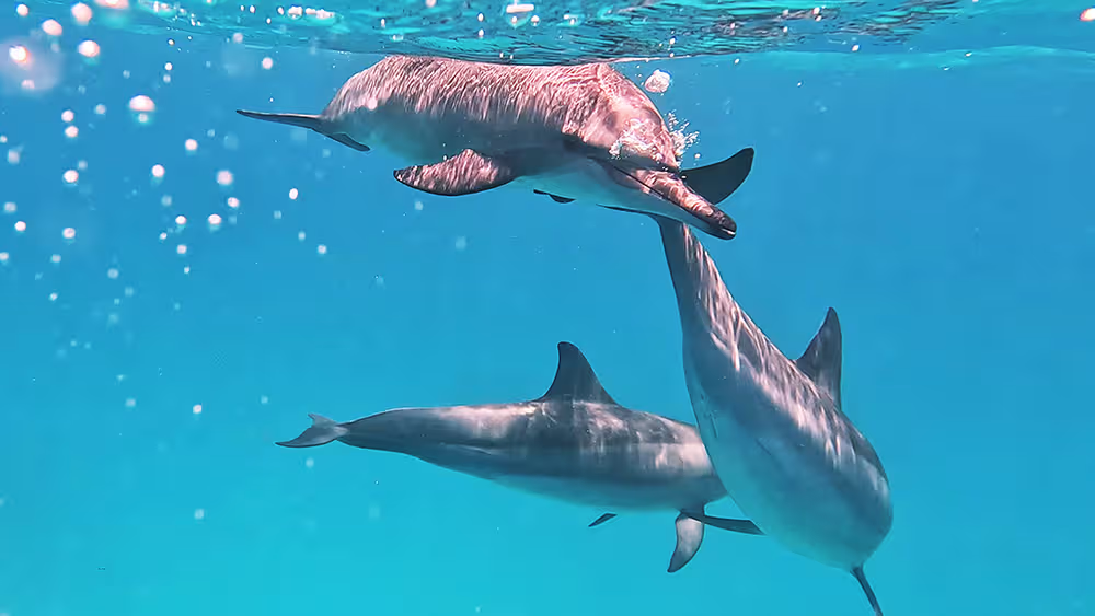 Schwimmen mit Delphinen am Sataya Reef
