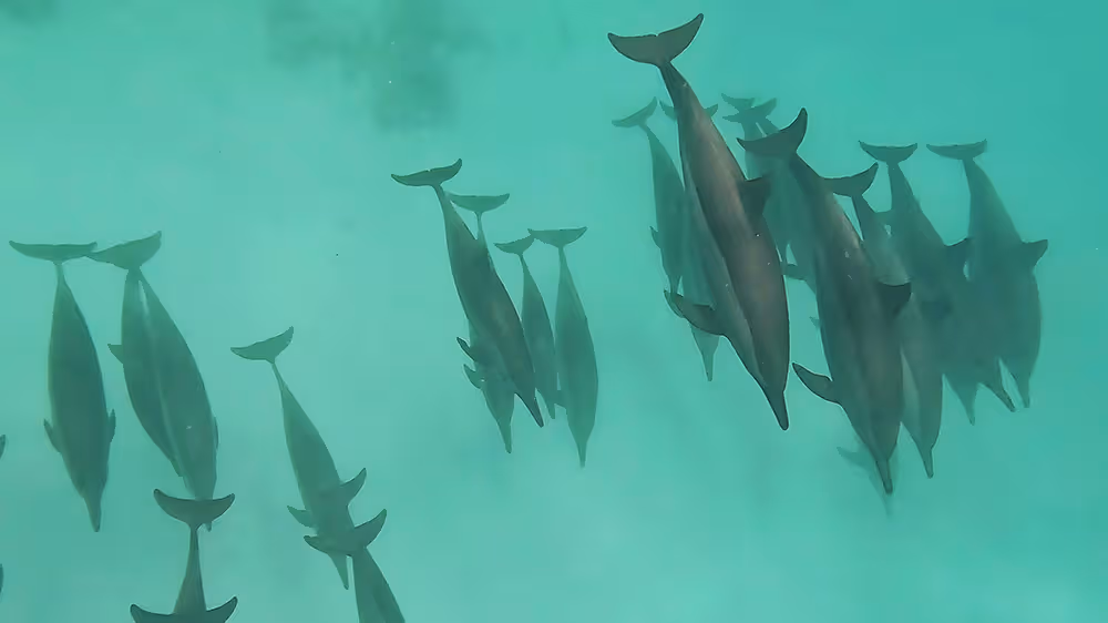 Schwimmen mit Delphinen am Sataya Reef